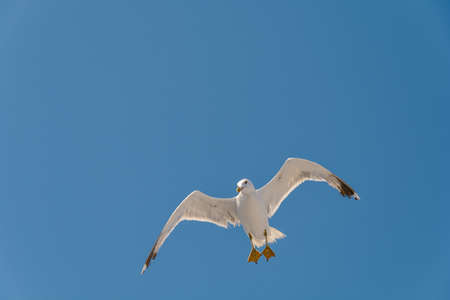 One big free white flying seagull and looking down on blue clean sky backgroundの写真素材