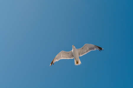 One big free white flying seagull on blue clean sky backgroundの写真素材