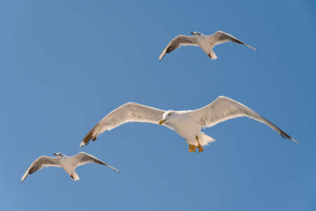 Several big free white flying seagull on blue clean sky backgroundの写真素材