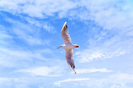 One big flying seagull on blue sky cloudy backgroundの写真素材