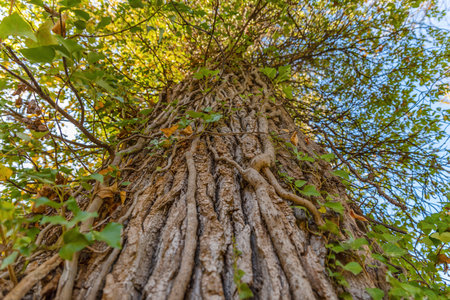 One big tree covered with ivy in the forest form down to up viewの写真素材