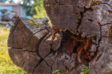 Old wooden timber texture background