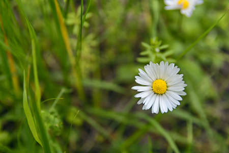 One daisys on a meadow in spring - Imageの写真素材