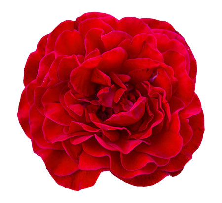 One big red rose from the nature garden isolated on whiteの写真素材
