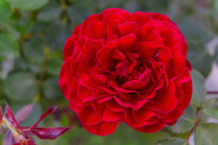 One big red rose in the nature garden with green bush backgroundの写真素材
