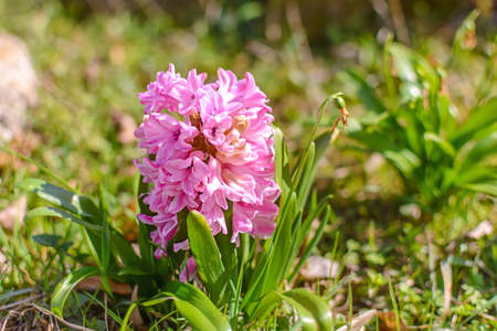 Pink hyacinth flowering in spring field gardenの写真素材