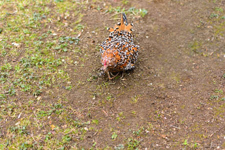 Red and black chicken holding snake for food in the garden on countrysideの写真素材