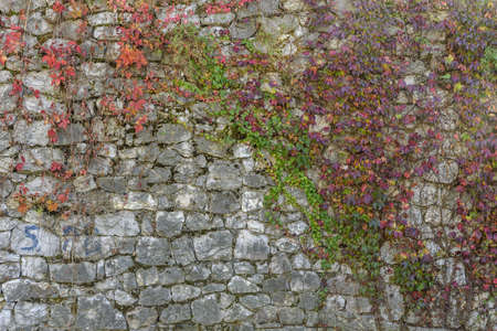 Red and green ivy leaves covered the castle wall backgroundの写真素材