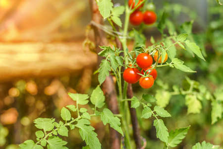 Red tomatoes hanging on the vine of a tomato tree in the garden full of vitamin with red sunの写真素材