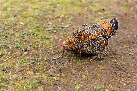 Red and black chicken eat snake for food in the garden on countrysideの写真素材
