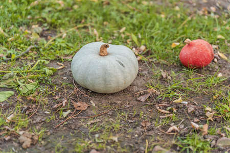 Pumpkin and autumn leaves on picnic ground backgroundの写真素材