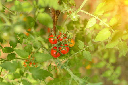 Ripe red tomatoes hanging on tomato tree in the gardenの写真素材