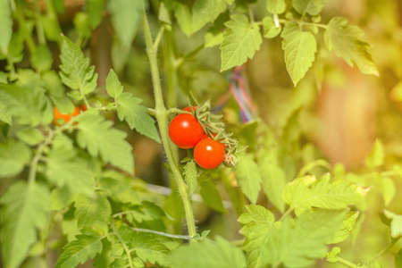 Ripe red tomatoes hanging on the vine of a tomato tree in the garden with burning sunの写真素材