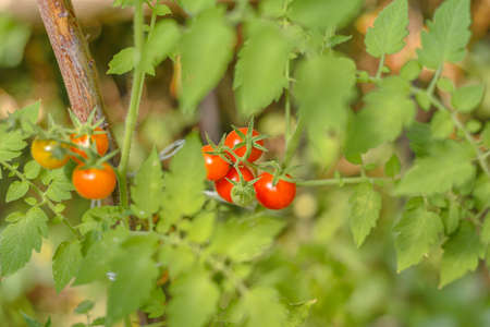 Ripe red tomatoes hanging on the vine of a tomato tree in the gardenの写真素材
