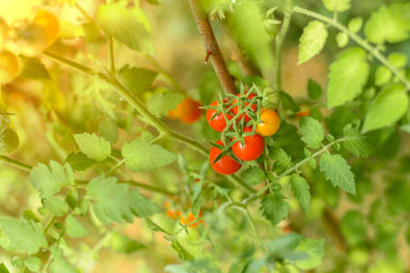 Ripe red tomatoes hanging on tomato tree in the garden with burning sunの写真素材