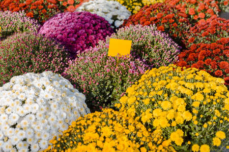 Shop with a variety of colorful spring flowers. street of flowersの写真素材