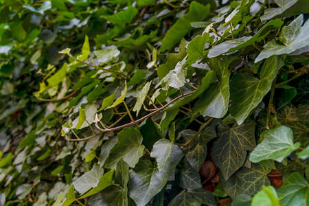 Side photo of ivy garden on the concrete fenceの写真素材