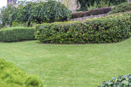 Several bushes with green grass and fence and building in the backgroundの写真素材