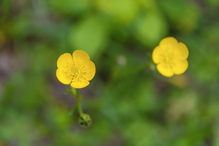 Small yellow spring flower on green backgroundの写真素材