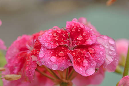 Small macro flower with rain dropsの写真素材