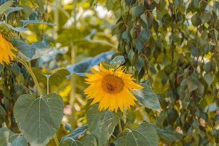 Sunflower field with one yellow flower outsideの写真素材