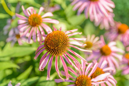 Top view of a lot daisy purple on a bright summer dayの写真素材
