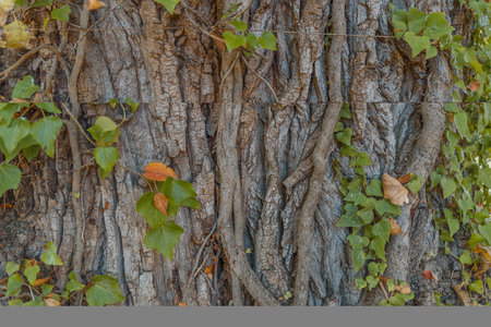 Tree covered with little green ivy bushの写真素材