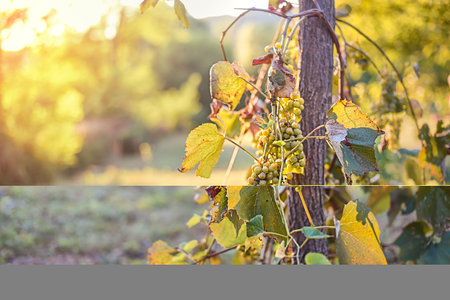 Vineyards at sunset in autumn harvest, ripe grapes in fallの写真素材