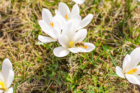 White lily in the garden on green grass closeの写真素材