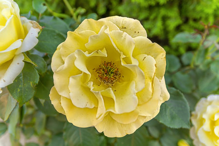 Yellow rose in the garden with green backgroundの写真素材