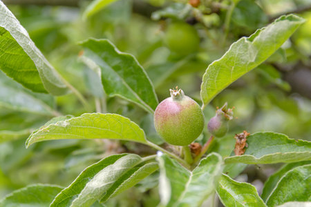 Young fruit after flowering apple hanging on a tree in the garden - Imageの写真素材
