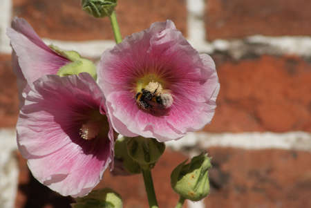 bee on a pink flowerの写真素材