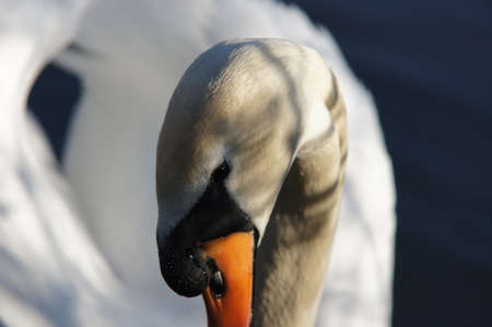 portrait of swanの写真素材