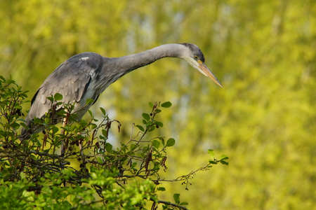 blue heron hunting for foodの写真素材