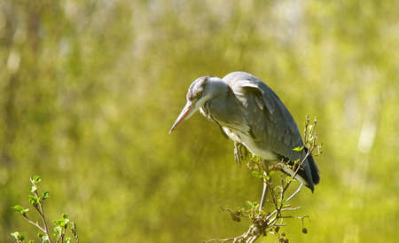 blue heron hunting for foodの写真素材