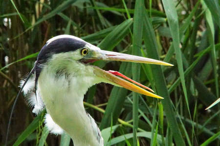 blue heron hunting for foodの写真素材