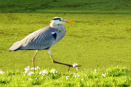 blue heron looking for foodの写真素材