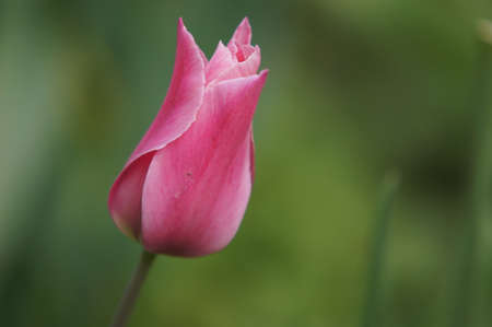 tulipの写真素材