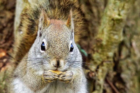 North American gray squirrelの写真素材