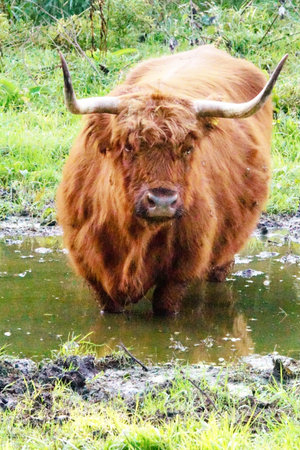 Scottish highland cools