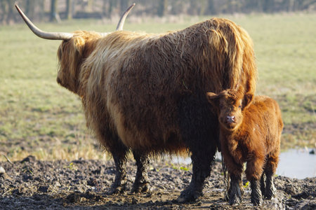 mother Scottish highlander with calf