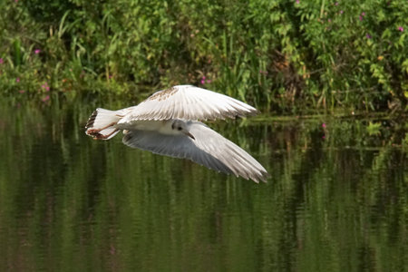 seagull looking for food