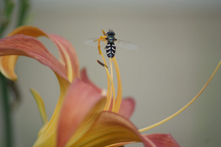 hoverfly on a lily