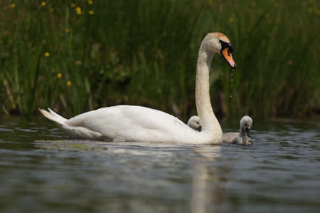 White swan with chicksの写真素材