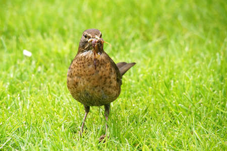 blackbird collects wormsの写真素材