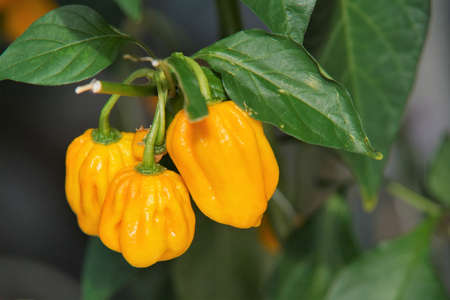 Madame jeanette a hot chili pepperの写真素材