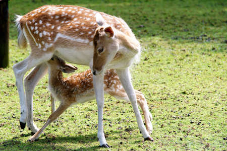 Deer with young drink milkの写真素材