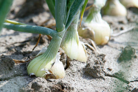 onions on the landの写真素材