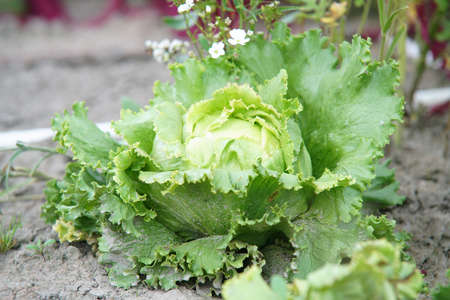 Iceberg lettuce on the landの写真素材