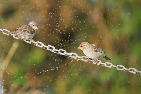 food in abundance for the house sparrowの写真素材